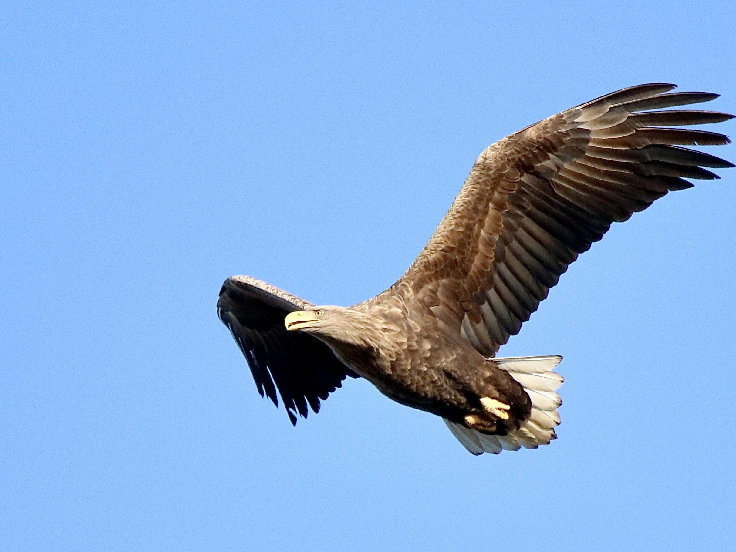 Seeadler im Leinepolder