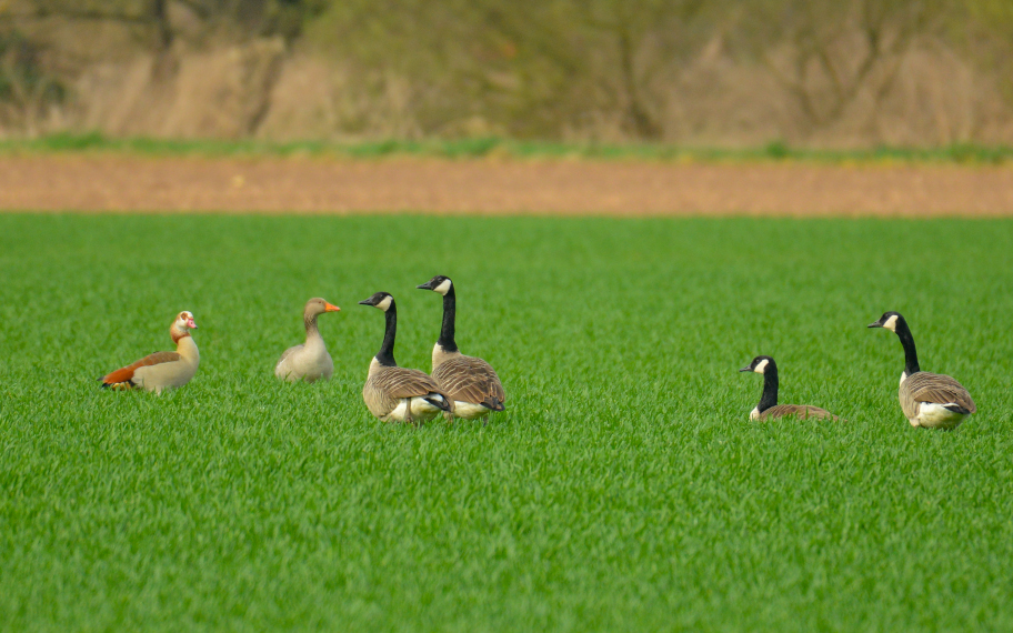 Kanadagänse, eine Nilgans und eine Graugans