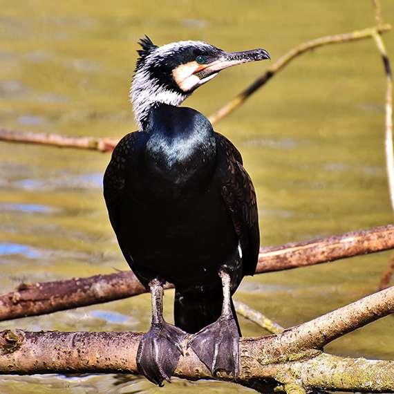 Kormoran im Prachtkleid // Alexas_Fotos/Pixabay