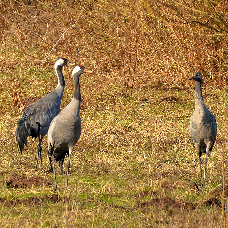 Kranichfamilie mit jugendlichem Vogel (rechts) // Peter Jan Reus