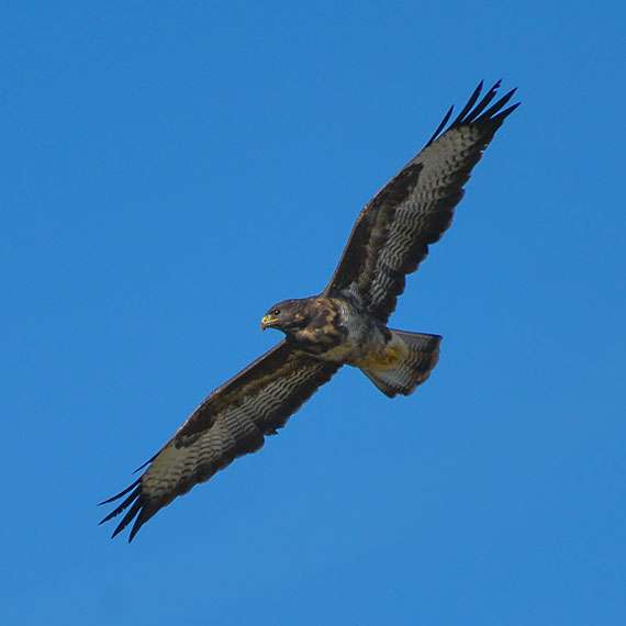 Mäusebussard im Flug // Peter Jan Reus