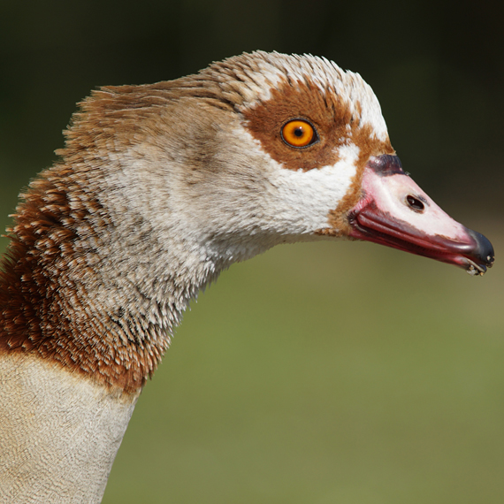 Nilgans // Gaby Schulemann-Maier