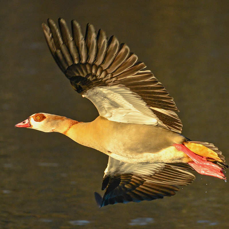 Nilgans im Flug // Peter Jan Reus